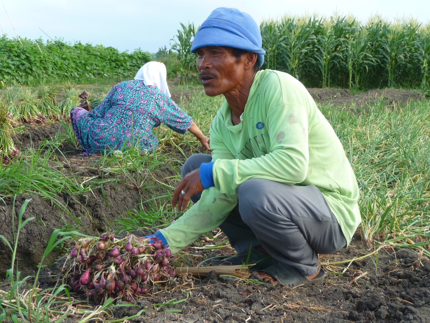 Brebes Exports 4,500 Tons of Shallots to Thailand