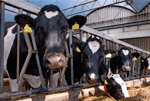 Zero grazing dairy farming systems