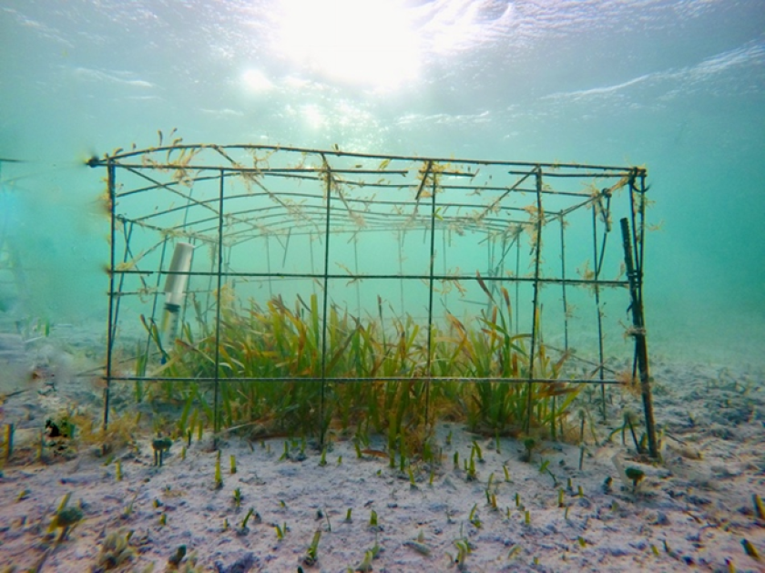 Figure 3 a: Cages were used to keep turtles from grazing the seagrass to mimic the no-grazing scenario. 