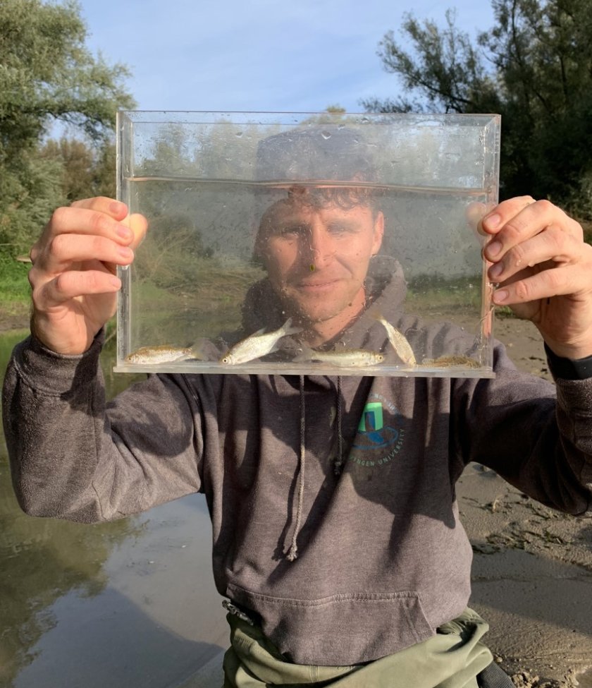 Many different juvenile species of fish, including wind, snipe, roach, bream and non-native gobies were caught during the samplings (Twan Stoffers) Many different juvenile species of fish, including wind, snipe, roach, bream and non-native gobies were caught during the samplings (Twan Stoffers)