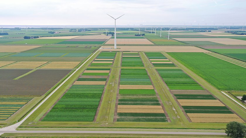 Figuur 2. De ICM akkerbouw systeemproef gewasbescherming in Lelystad