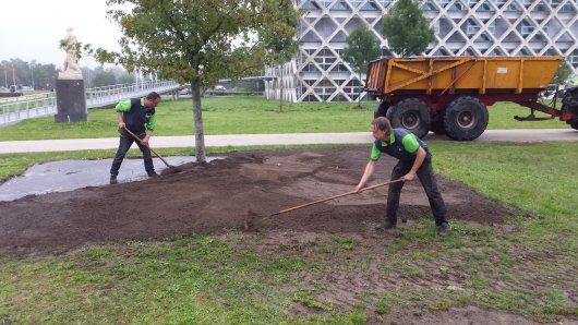 Werk rond de boom (Liquidambar) Werk rond de boom (Liquidambar)