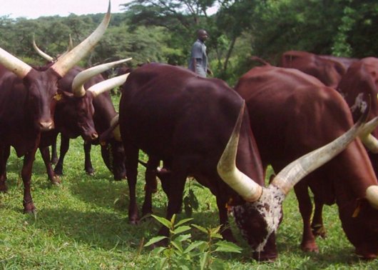 Ankole