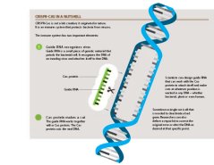 Infographic_CRISPR-Cas_EN.jpg Infographic_CRISPR-Cas_EN.jpg