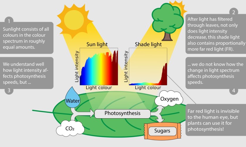 Changes in the light spectrum affect photosynthesis. Changes in the light spectrum affect photosynthesis.