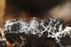 Mycelium Mycelium