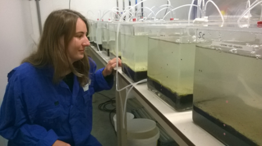 The effects of oiled marine snow were studied in microcosms with benthic organisms. The effects of oiled marine snow were studied in microcosms with benthic organisms.