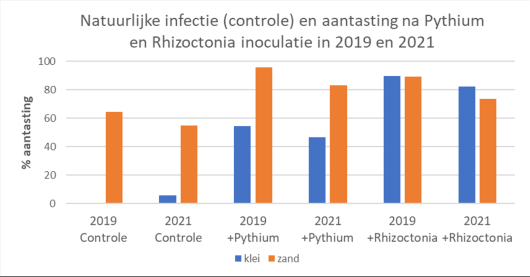 Figuur 2. Gemiddelde aantasting door Pythium of Rhizoctonia van alle gemeten percelen per klei- of zandgrond in 2019 en 2021.
