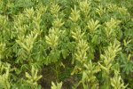 Lupine - kaarstype