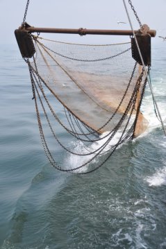 The 4m tickler chain beam trawl