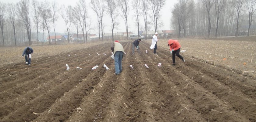 nitrogen efficiency research nitrogen efficiency research