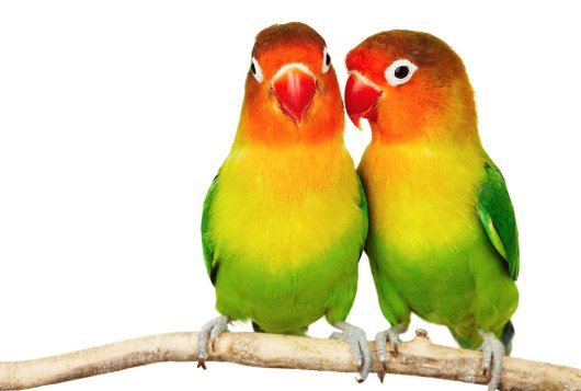 parakeets