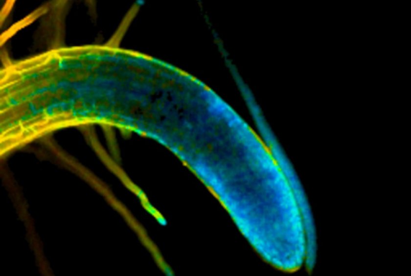Sprakel's sensor changes colour when it senses pressure. This now also works in plants and their roots. Sprakel's sensor changes colour when it senses pressure. This now also works in plants and their roots.