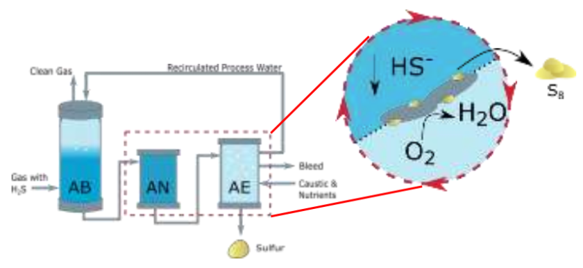 Fig. 1 - Schematic of the current biodesulfurization process and the shuttling capacity the occurs between the anaerobic (AN) and the aerobic (AE) reactors. Fig. 1 - Schematic of the current biodesulfurization process and the shuttling capacity the occurs between the anaerobic (AN) and the aerobic (AE) reactors.