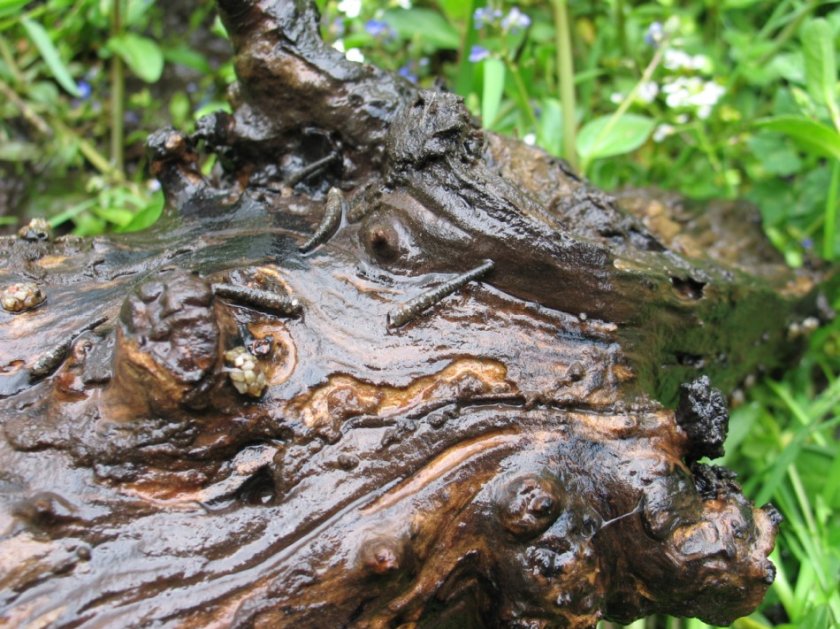 Kokers van de kokerjuffer op een stuk hout (Bron: Ralf Verdonschot)