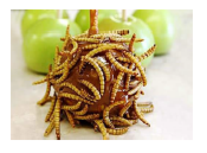 Insects bol.PNG
