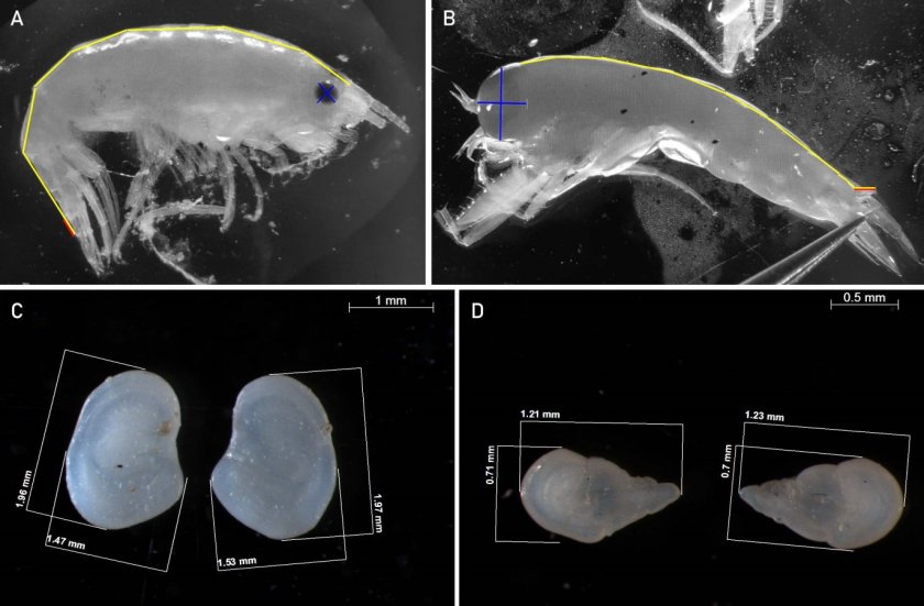 Figure 2: Examples of measurements done on the Arctic amphipods Apherusa glacialis (A) and Themisto libellula (B) and the otoliths of the Antarctic fish species Electrona antarctica (C) and Bathylagus antarcticus (D). (From the publication of Schaafsma et al. 2020)   