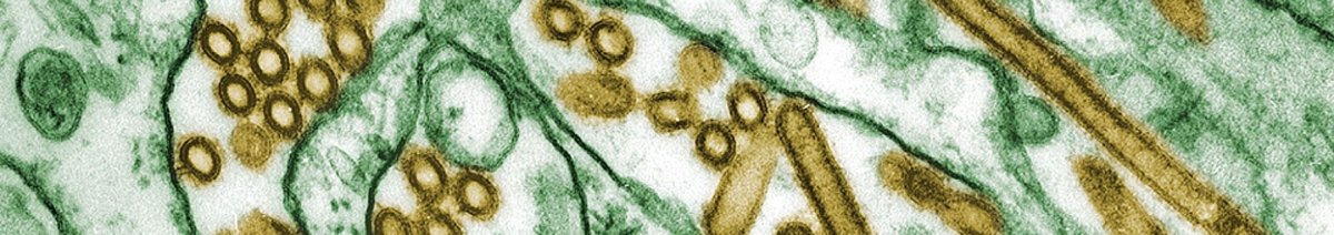 Influenza virus