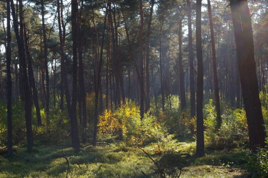 Amerikaanse vogelkers domineert de ondergroei in zwaar begraasd grove dennenbos (Foto Jan den Ouden) Amerikaanse vogelkers domineert de ondergroei in zwaar begraasd grove dennenbos (Foto Jan den Ouden)