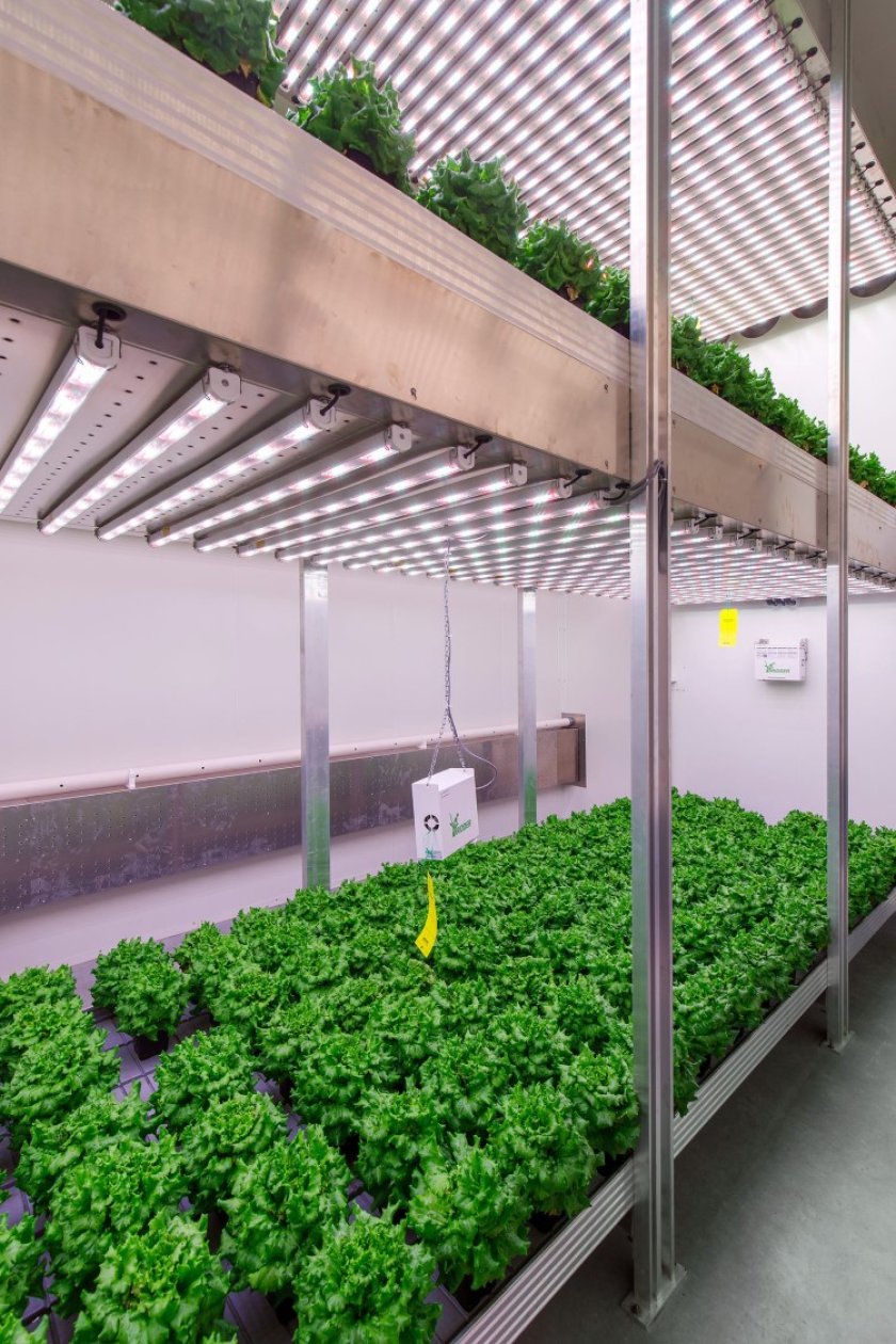 Vertical farming in high-tech greenhouses 