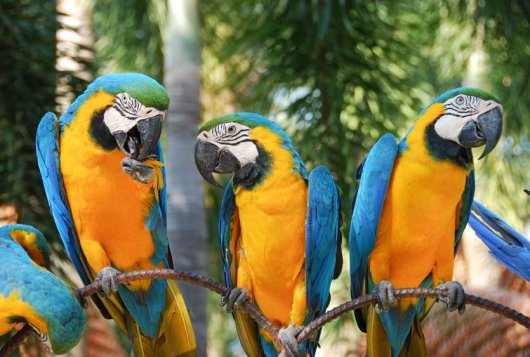 Talking parrots