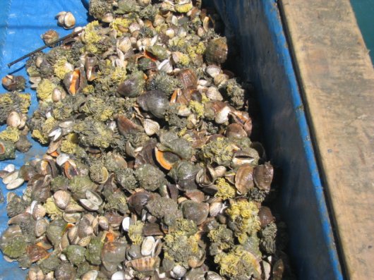 The catch is dominated by rapa whelk