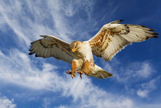 Buzzard