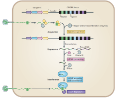CRISPR mechanisme.png