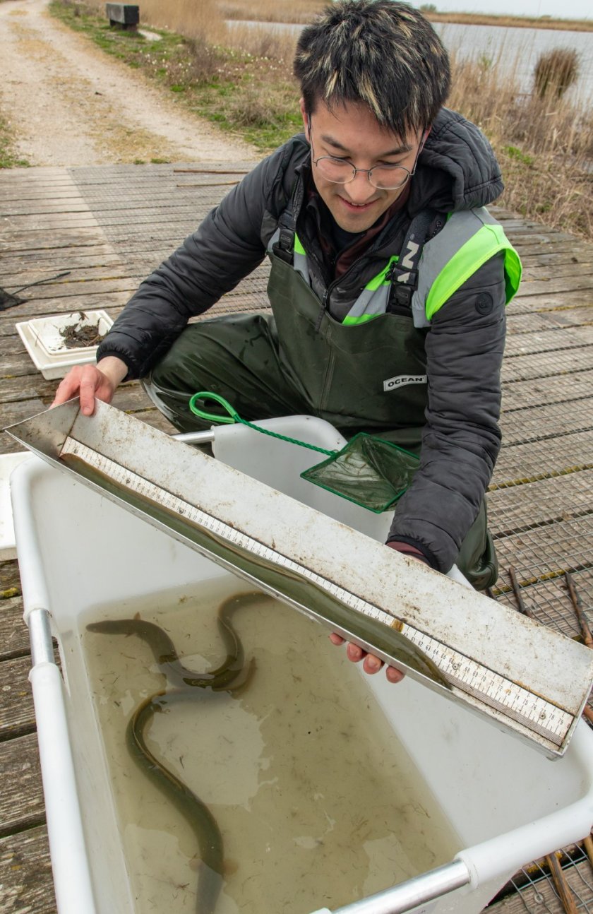 Door het koude water laten de alen zich (nog) makkelijk meten (credits: Joep de Leeuw) Door het koude water laten de alen zich (nog) makkelijk meten (credits: Joep de Leeuw)