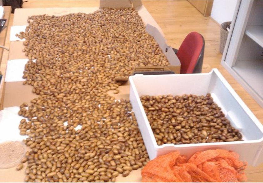 Sound acorns ready to be used in field removal experiment (© Suselbeek) Sound acorns ready to be used in field removal experiment (© Suselbeek)