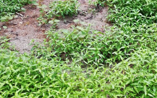 Zachte duizendknoop (Persicaria mitis) neemt de plaats in van de Japanse duizendknoop