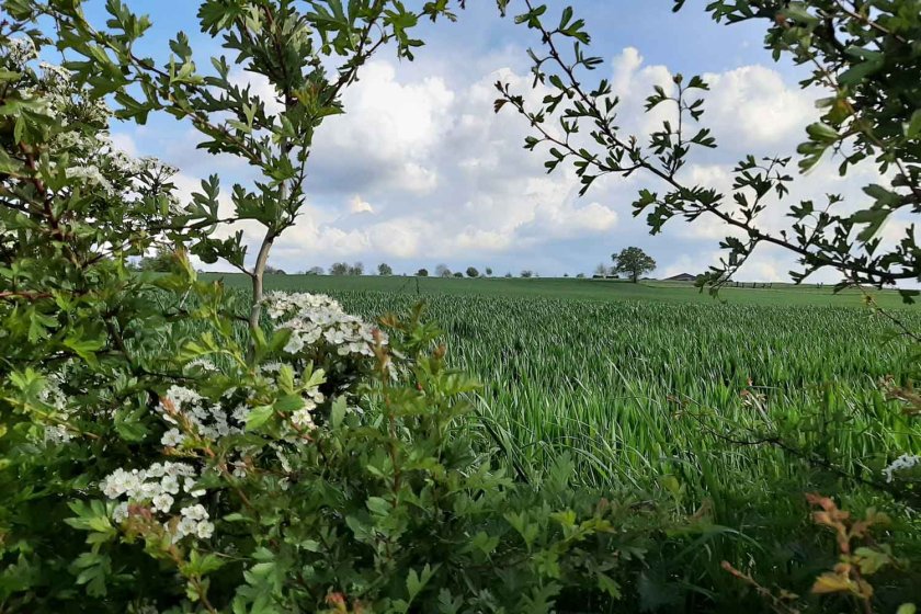 You’ll find hedgerows along many a field in Limburg; they are the most popular type of agricultural nature management here. Photo: Hila Segre You’ll find hedgerows along many a field in Limburg; they are the most popular type of agricultural nature management here. Photo: Hila Segre