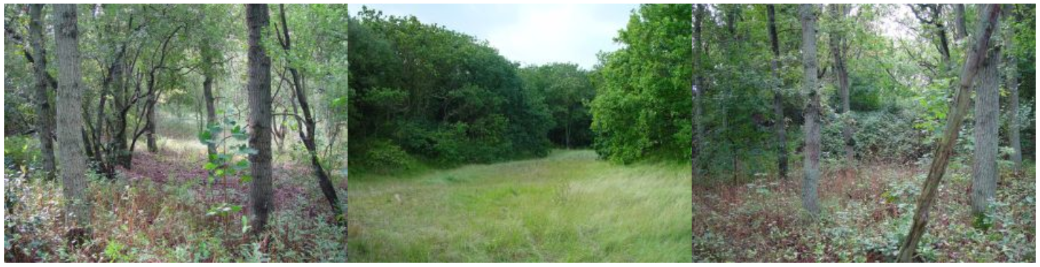 Bosreservaat Rodaam in de Provinciale Waterleidingduinen Bosreservaat Rodaam in de Provinciale Waterleidingduinen