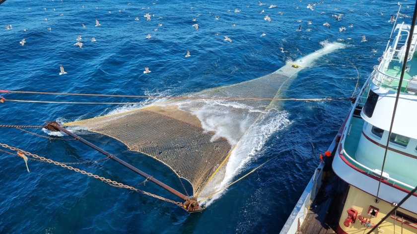 The new fishing gear 'kiwi codend' could increase survival rates of bycatch discarded at sea. Photo: Pieke Molenaar.