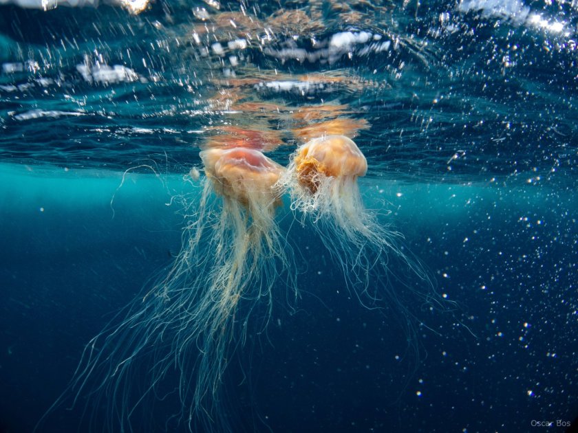 Yellow hair jellyfish on the Dogger Bank, one of the Natura2000 areas. Photo: Oscar Bos.