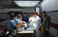Researchers from WUR and Utrecht University attend a porpoise autopsy. Photo: Okka Jansen