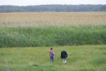 Reed fields in the Poltava oblast.