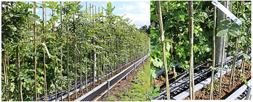 Experiment with artificial infection of ash seedlings Experiment with artificial infection of ash seedlings