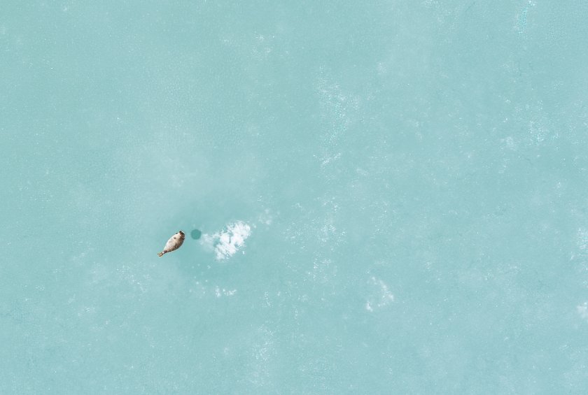 Ringelrob naast ademgat op het zee-ijs van St. Jonsfjorden, Spitsbergen (Foto: Aeria (Eelke Folmer)/NIOZ/WUR)