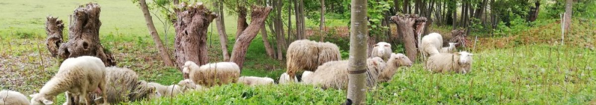Begrazen met schapen