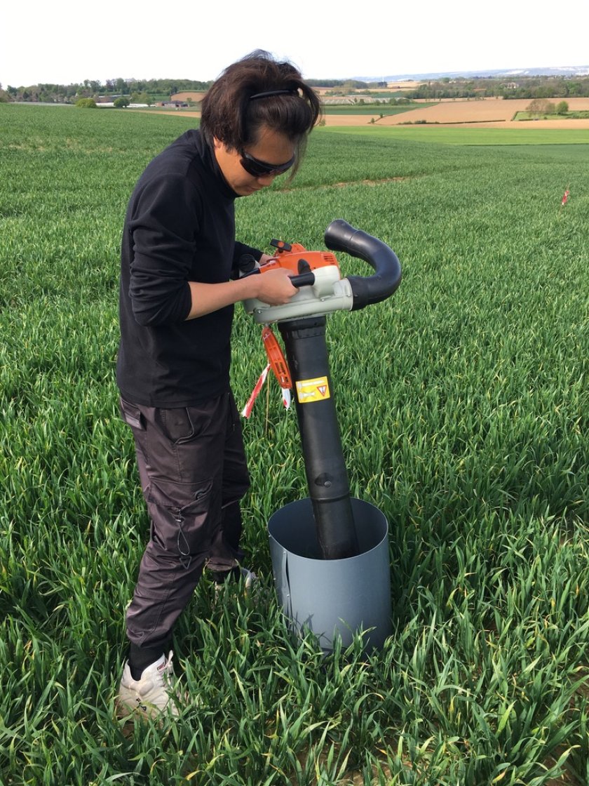 A WUR student samples spiders in a wheat field by means of the DVAC suction sampling method. Photo: Kiki de Waart A WUR student samples spiders in a wheat field by means of the DVAC suction sampling method. Photo: Kiki de Waart