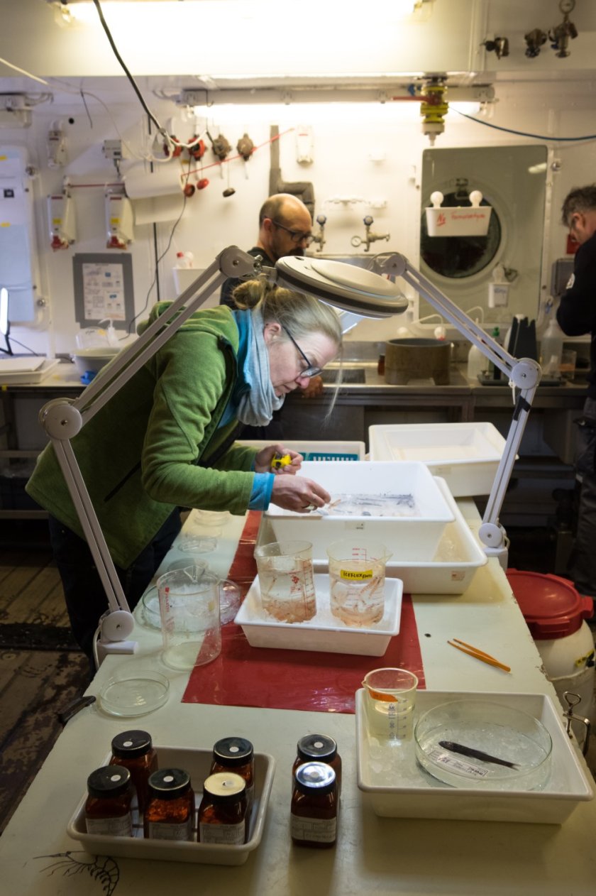 The catches from the RMT fishing net are sorted directly on board (photo: Povl Abrahamsen)