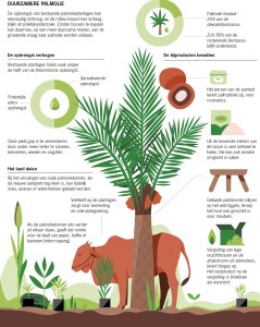 De opbrengst van bestaande palmolieplantages kan eenvoudig omhoog, en de milieu-impact kan omlaag, blijkt uit praktijkonderzoek. Zonder bossen te kappen kan daarmee, op een meer duurzame manier, aan de groeiende vraag naar palmolie worden voldaan | Infographic door Steffie Padmos De opbrengst van bestaande palmolieplantages kan eenvoudig omhoog, en de milieu-impact kan omlaag, blijkt uit praktijkonderzoek. Zonder bossen te kappen kan daarmee, op een meer duurzame manier, aan de groeiende vraag naar palmolie worden voldaan | Infographic door Steffie Padmos