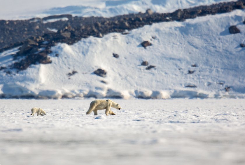 Een ijsbeer met jong loopt over het bevroren ijs van Spitsbergen. (Foto: Jeroen Hoekendijk)