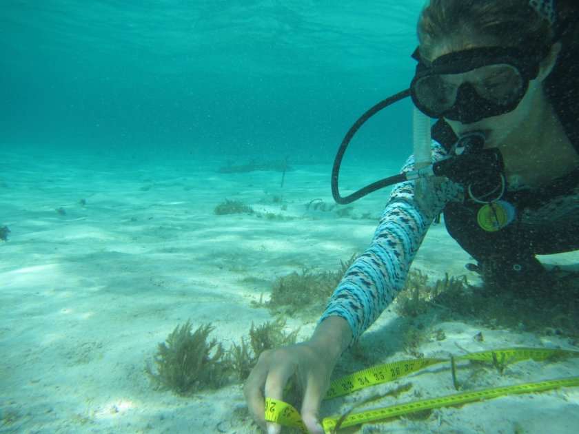 Fee Smulders measures how far the seagrass has grown on Bonaire (credits: Marjolijn Christianen) Fee Smulders measures how far the seagrass has grown on Bonaire (credits: Marjolijn Christianen)