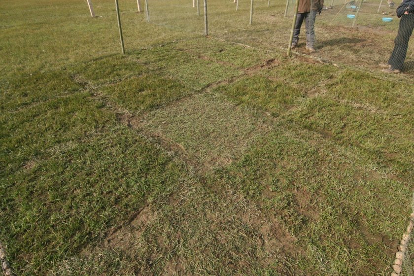 Grass mowed in different heights Grass mowed in different heights