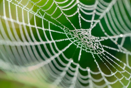 Spinnenweb