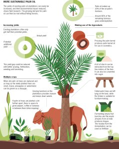 The yields of existing palm oil plantations can easily be increased, and their environmental impact reduced, shows field research. The growing demand for palm oil can then be met without felling forests | Infographic by Steffie Padmos The yields of existing palm oil plantations can easily be increased, and their environmental impact reduced, shows field research. The growing demand for palm oil can then be met without felling forests | Infographic by Steffie Padmos