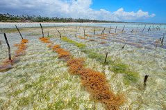 In terms of fertility, you can compare most of the ocean with a desert