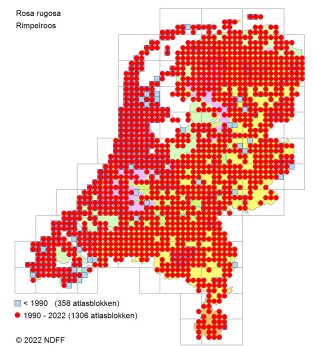 Verspreiding Rimpelroos over Nederland